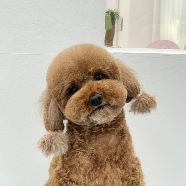 댕복한하루