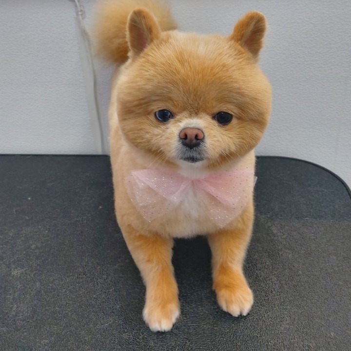 아모르 몽
