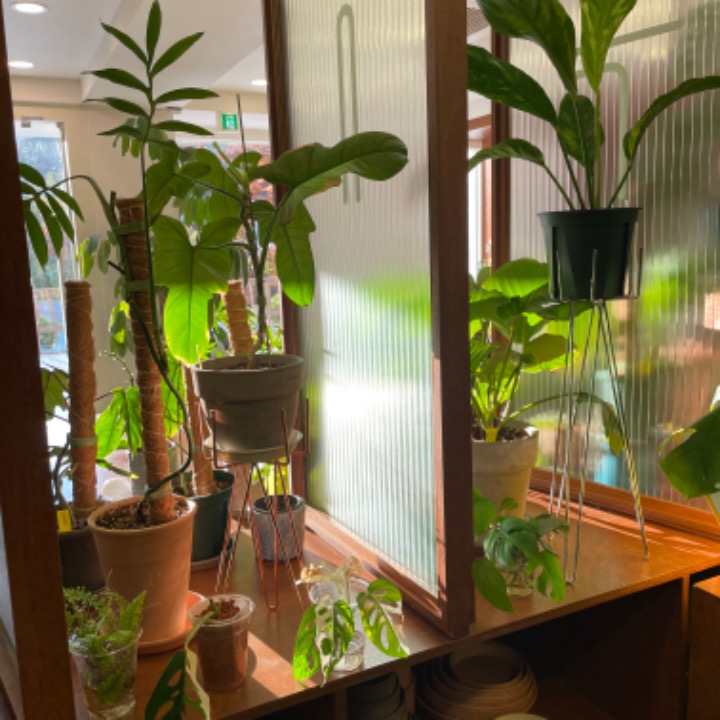 플라스티코 플랜트