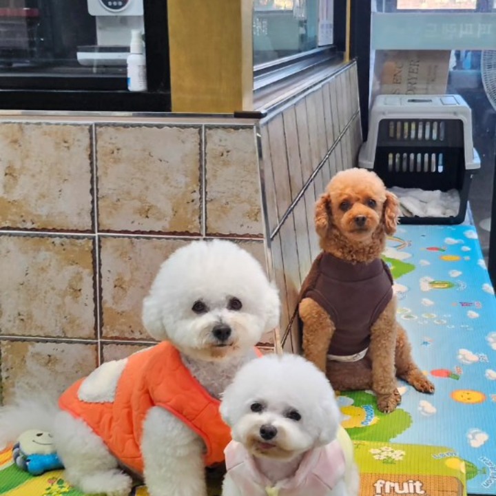 퍼피랜드애견카페