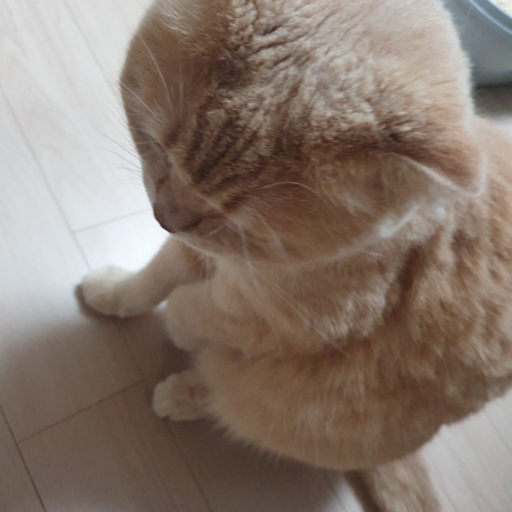 냥이용달
