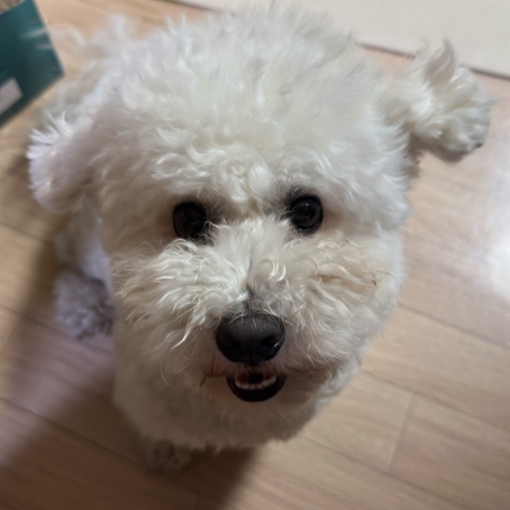 강아지 수제간식전문점 엔조잇