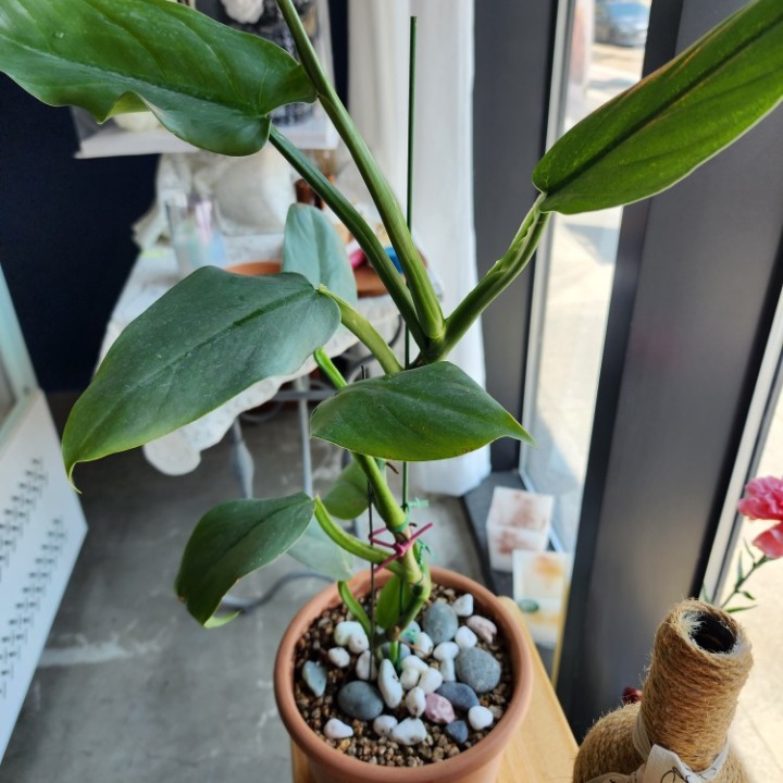 이플꽃집 
