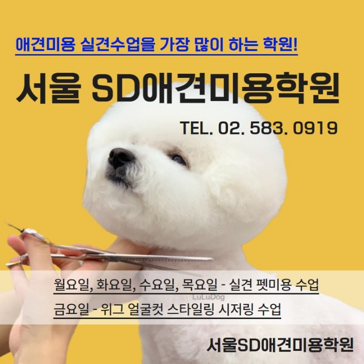 SD애견미용학원