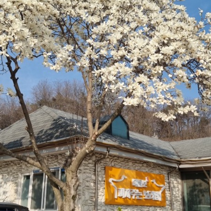 피자주는 대들보보리밥