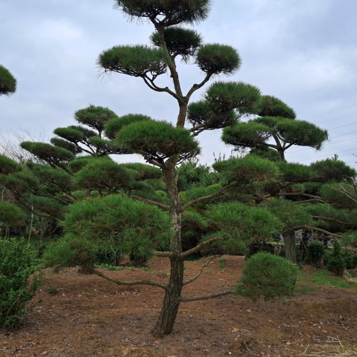 조경.전지