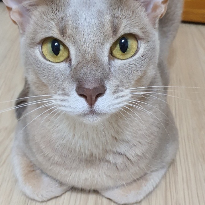 에코폰 강남신사역점