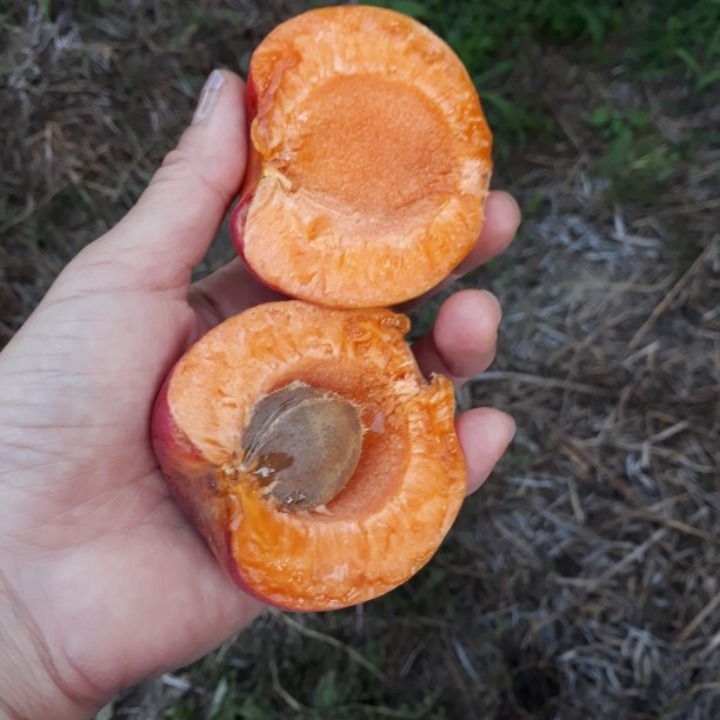 푸른농원