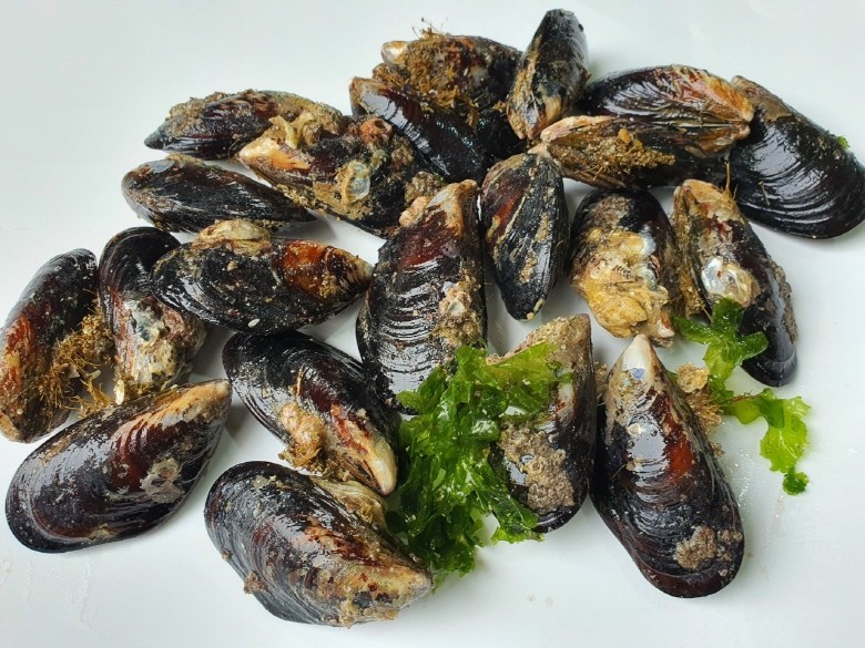 국내산 대왕 담치 2kg 13,500원이요? | 충청남도 천안시 서북구 성정동 | 기타식품판매 | 당근 비즈 소식