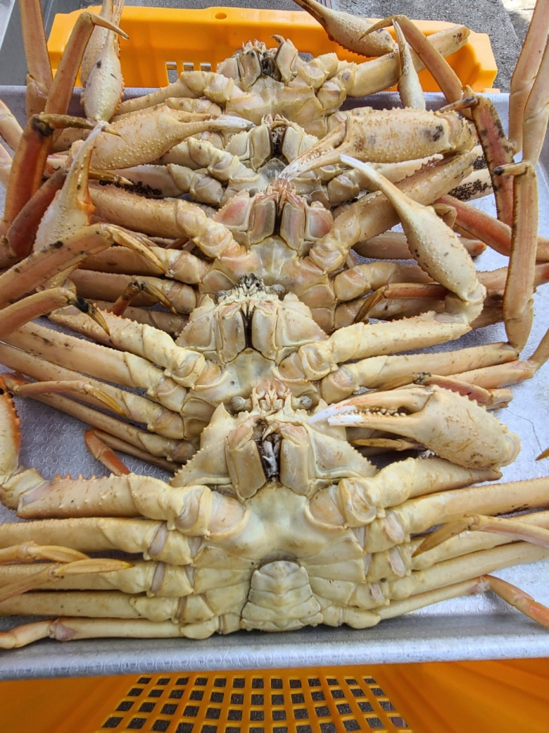 대게 가격 박살냈습니다. 갓 통관된 '러시아 박달대게 3kg - 85,000원' 배송비도 없습니다. | 경상남도 통영시  광도면 | 수산물소매 | 당근 비즈 소식