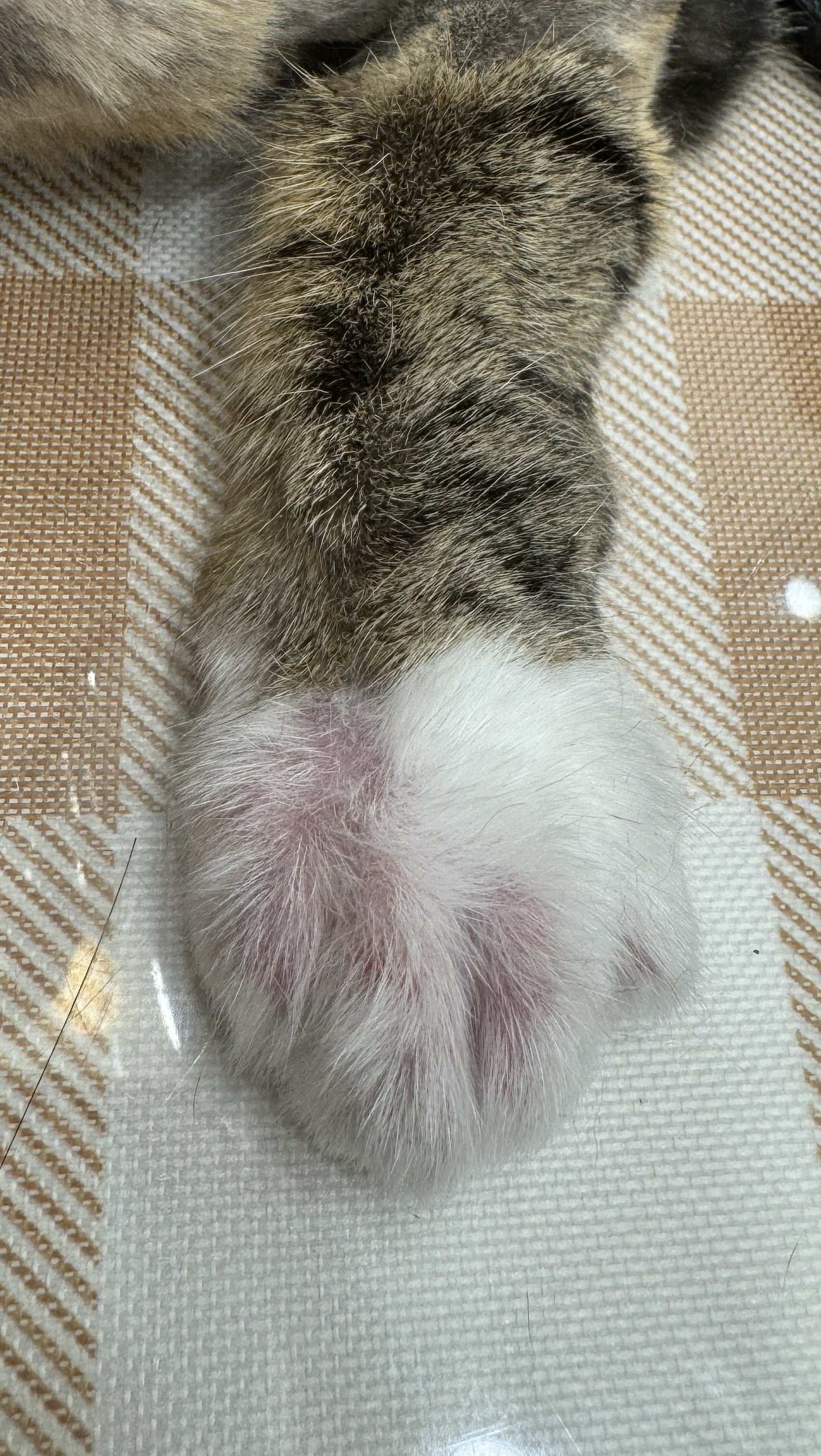 고양이 미용을 안하면 안되는 5가지 이유!!