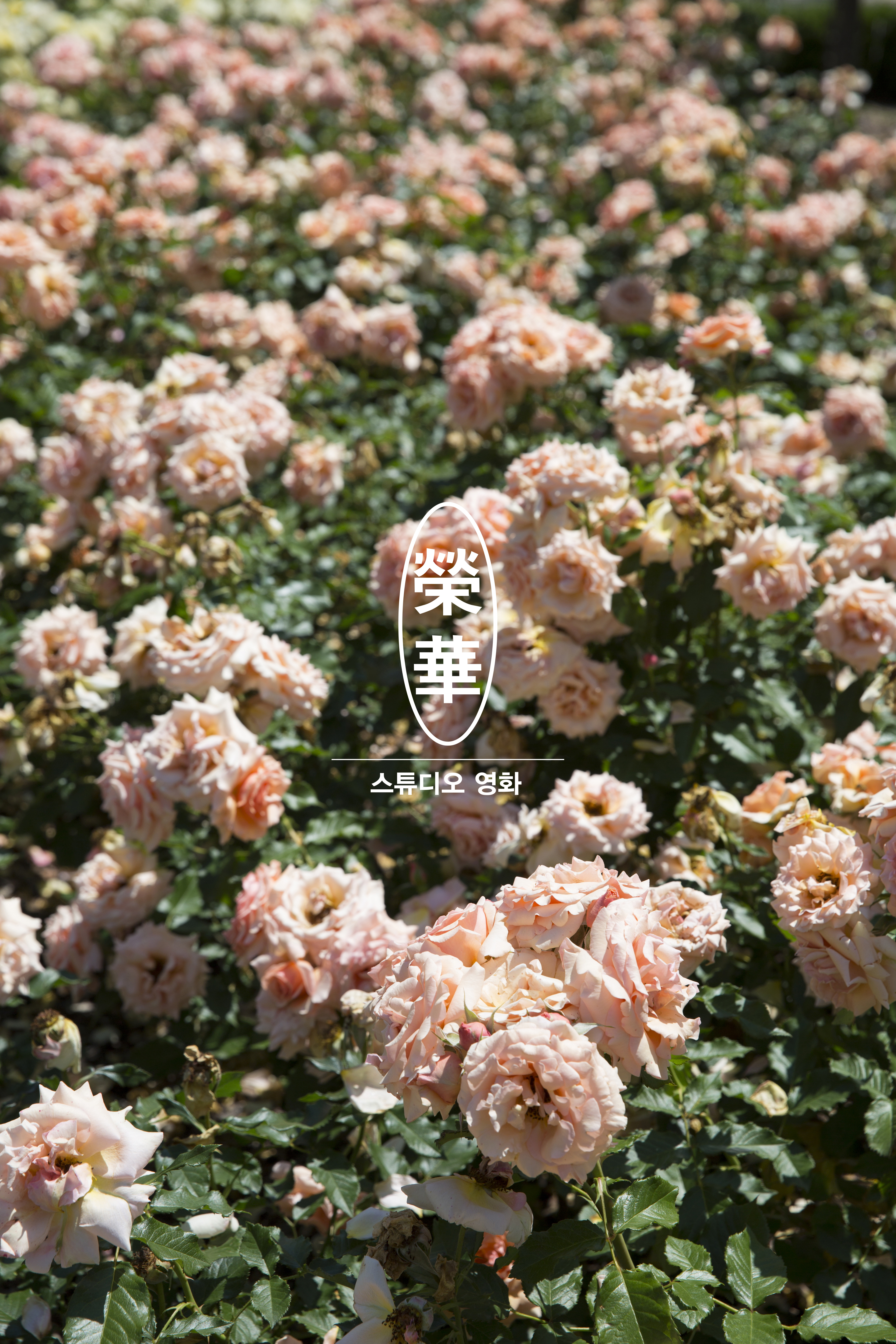 스튜디오 영화