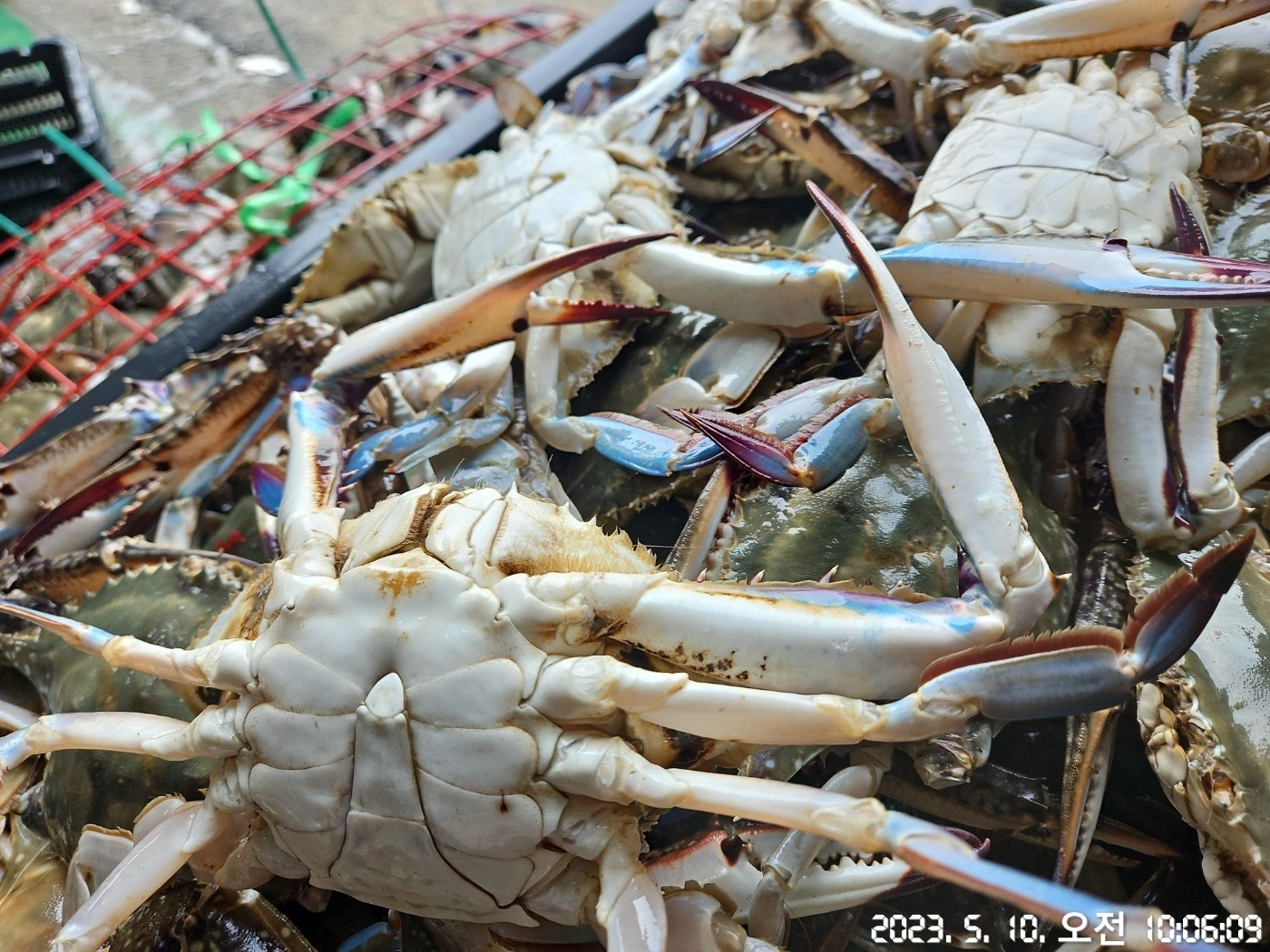국내산 생물 꽃게 1kg 14,900원 수율도 빵빵하네요. | 제주특별자치도 서귀포시 표선면 | 수산물소매 | 당근 비즈 소식