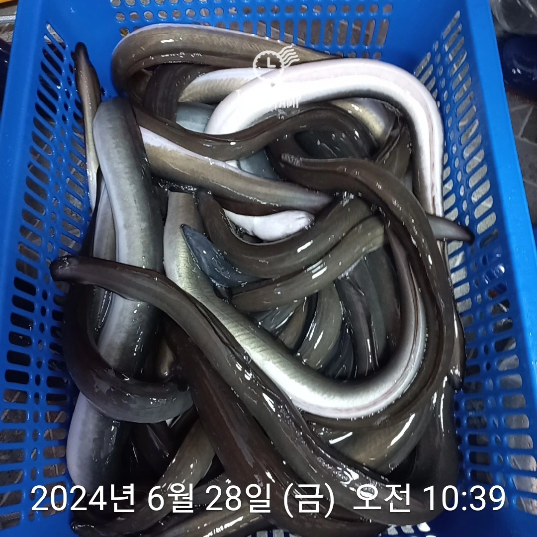 민물장어 가격 제가 제일 쌉니다. - 강원특별자치도 동해시 천곡동 | 비즈프로필