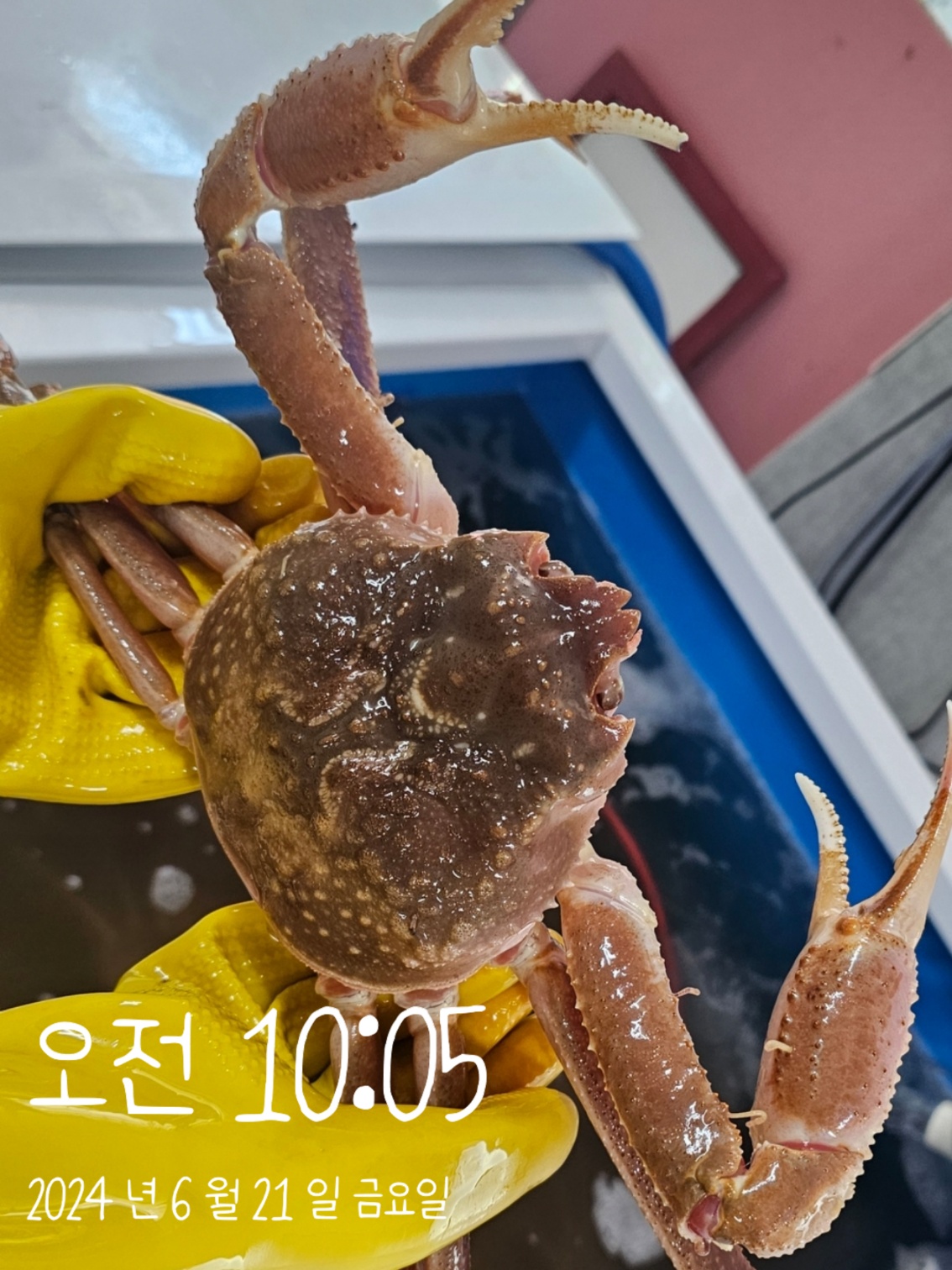 오늘 대게 1KG = 치킨값? 드셔야 합니다. | 부산광역시 사하구 다대동 | 수산물소매 | 당근 비즈 소식