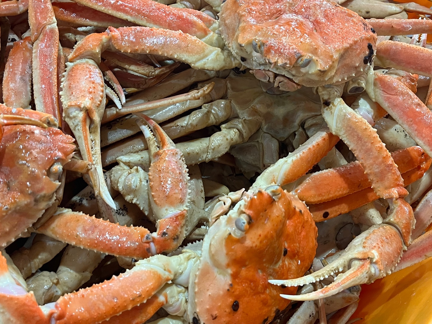 대게 시세 박살났습니다. 3kg 75,000원! | 강원특별자치도 동해시 천곡동 | 농산물종합판매 | 당근 비즈 소식