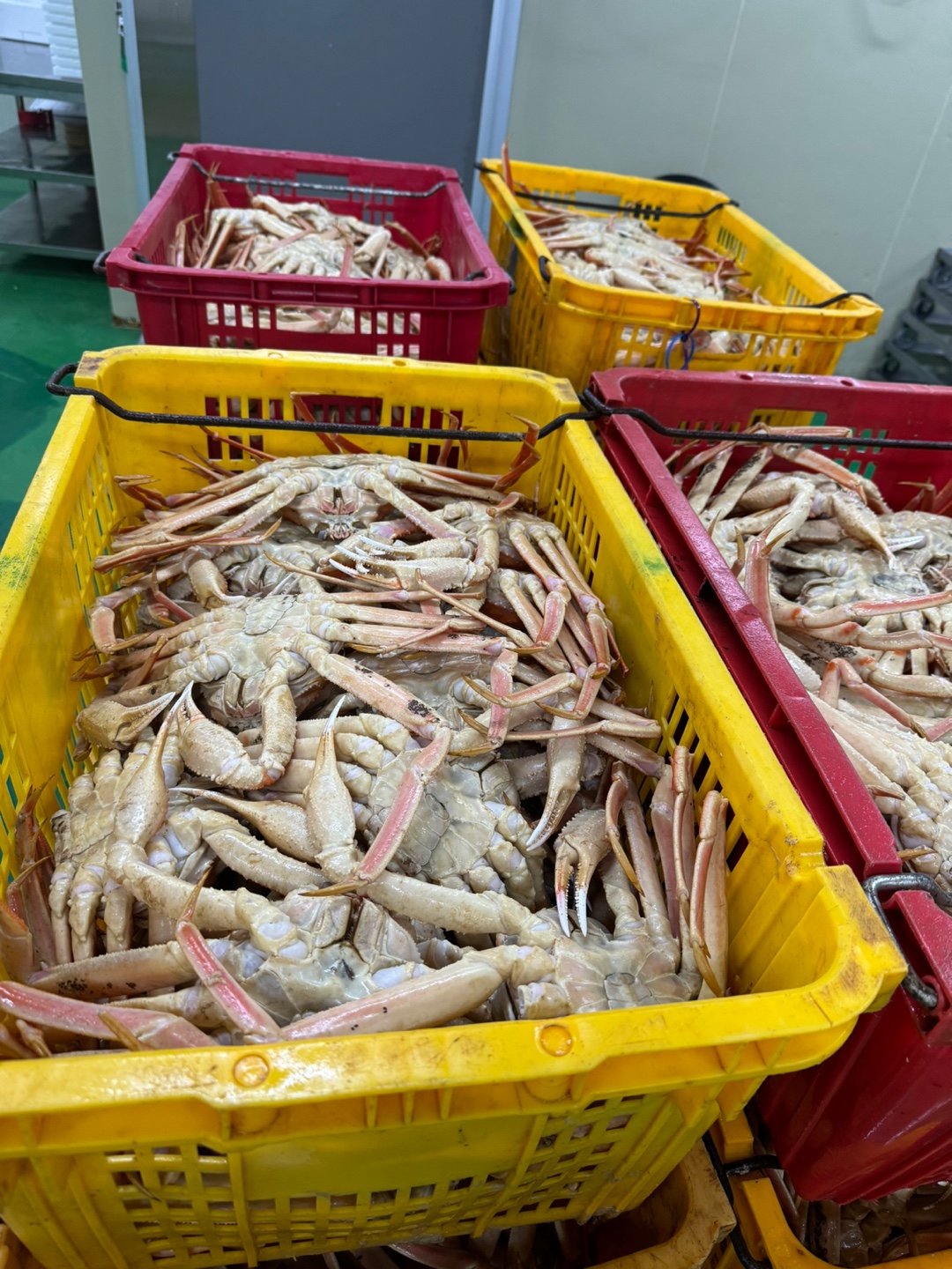 대게 시세 박살났습니다. 3kg 75,000원! | 강원특별자치도 동해시 천곡동 | 농산물종합판매 | 당근 비즈 소식