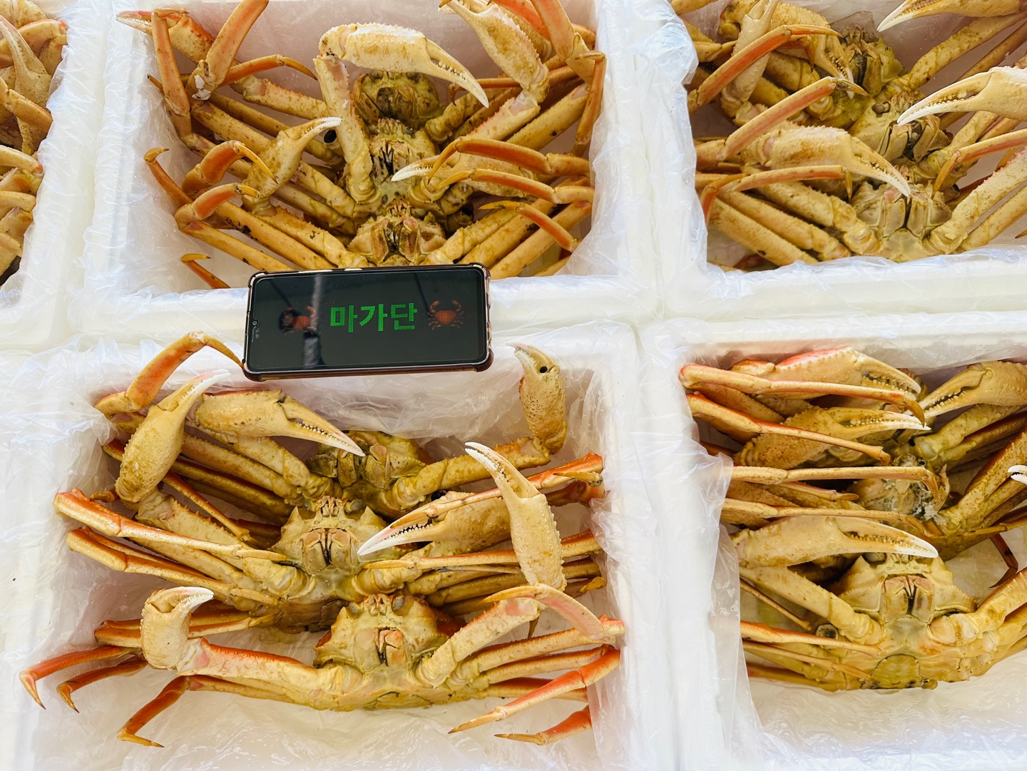 대게 시세 박살났습니다. 3kg 75,000원! | 강원특별자치도 동해시 천곡동 | 농산물종합판매 | 당근 비즈 소식