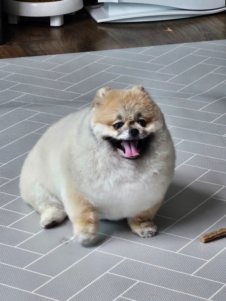 강아지목욕미용차개쿨 picture 5