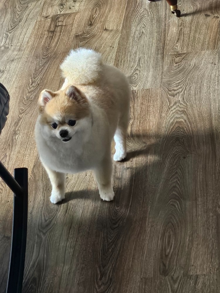 강아지목욕미용차개쿨 picture 6