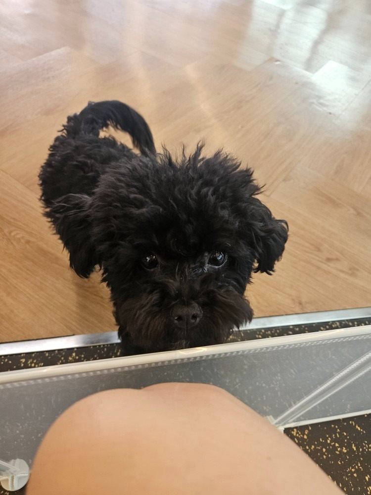 돌비 review