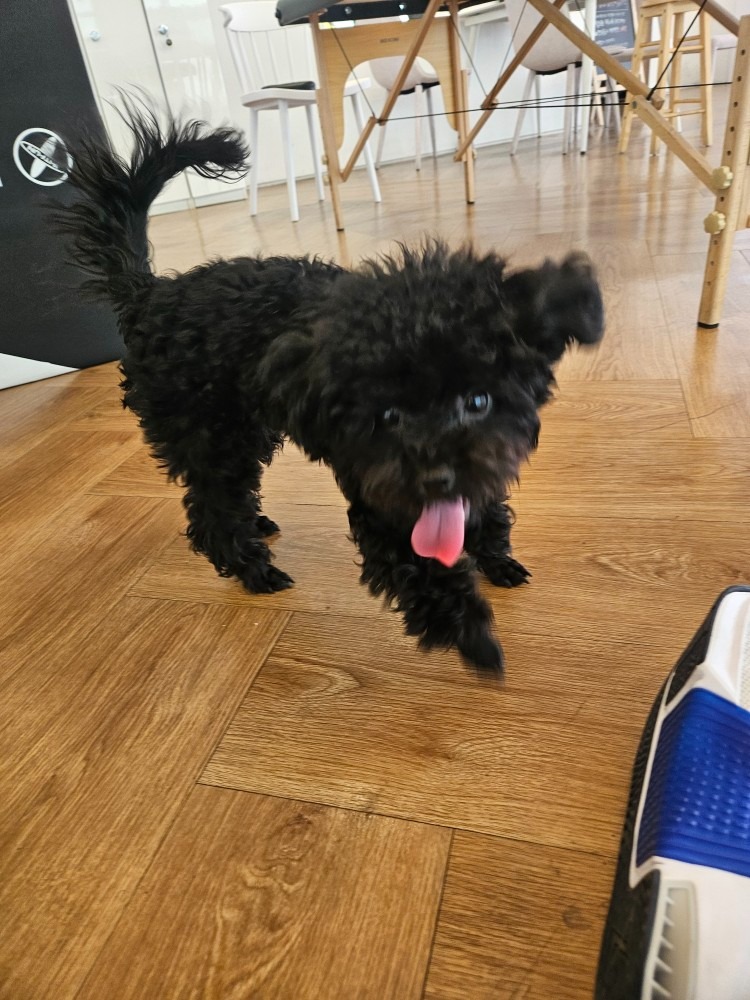 돌비 review