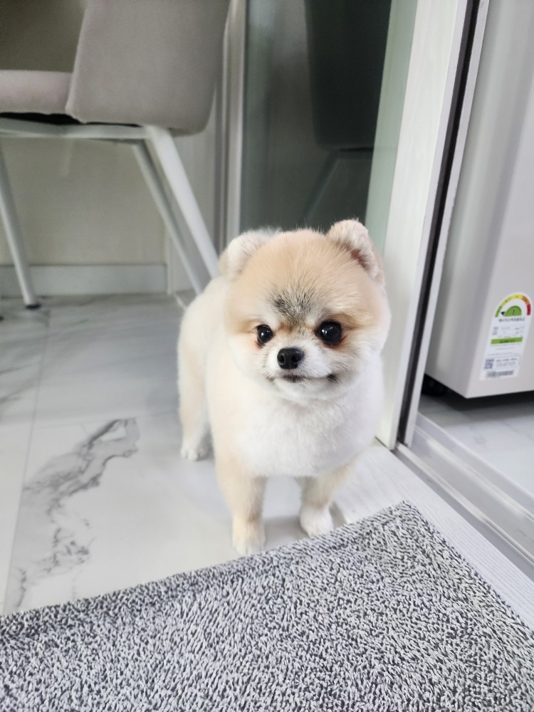 강아지목욕미용차개쿨 picture 9