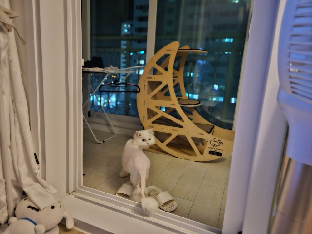 오늘도미묘 고양이미용&호텔 picture 4