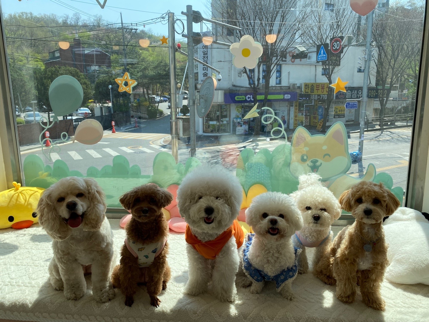 머뭄 애견유치원 picture 0