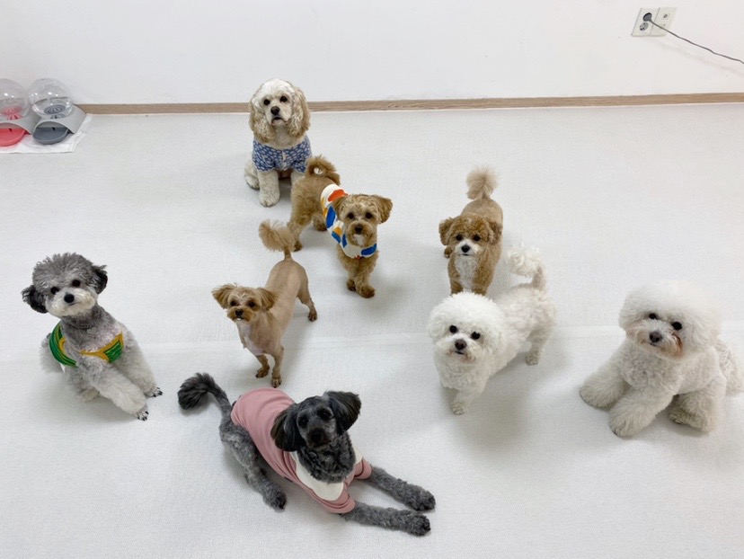 머뭄 애견유치원 picture 6