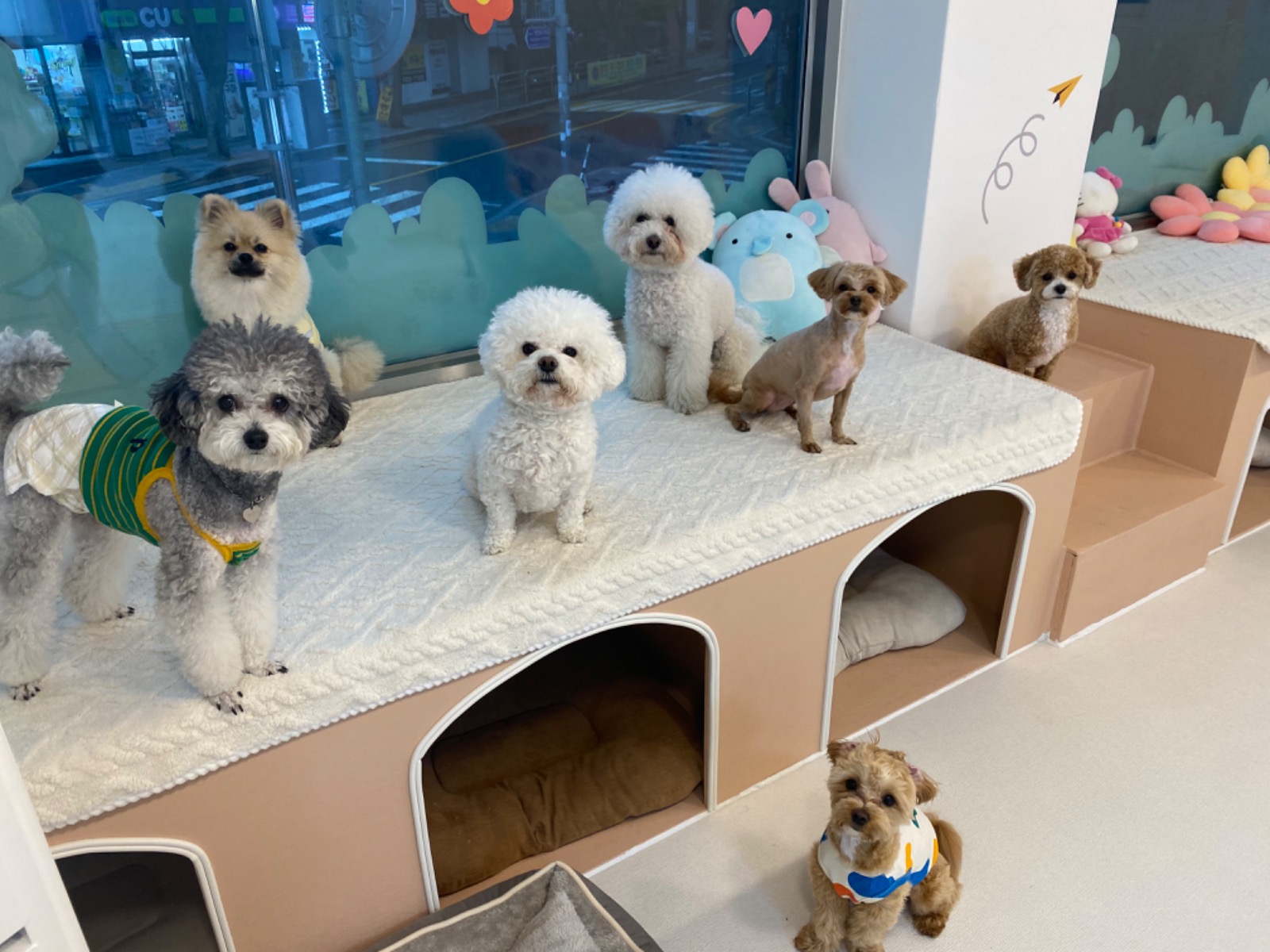 머뭄 애견유치원 picture 8