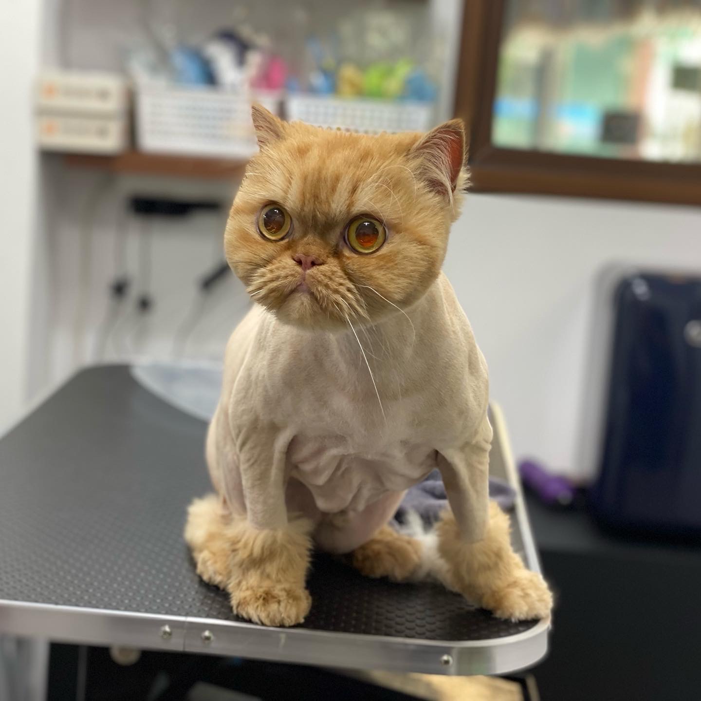 고양이 무마취미용 전문 쥬디캣 picture 0