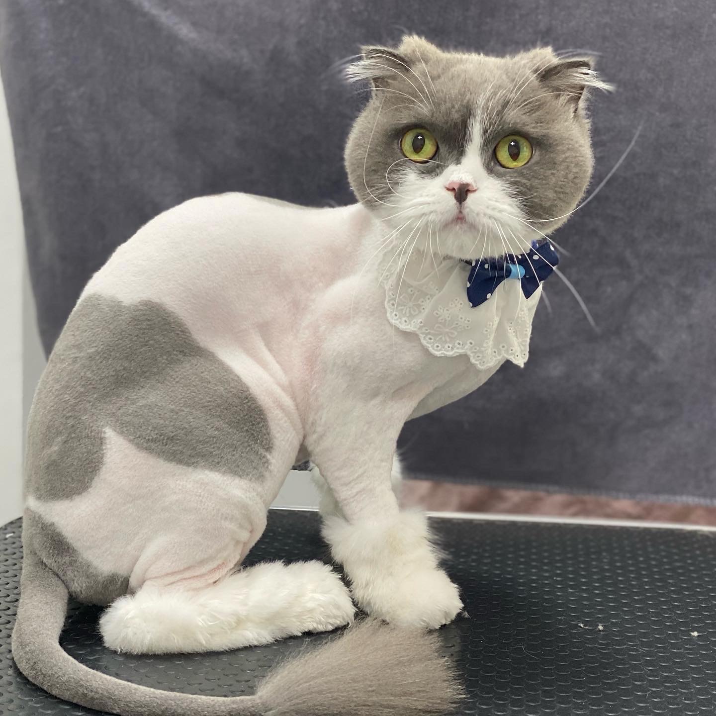 고양이 무마취미용 전문 쥬디캣 picture 6