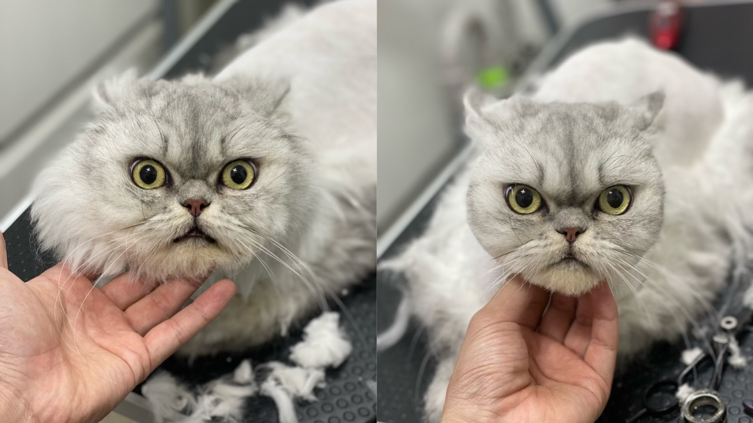 고양이 무마취미용 전문 쥬디캣 picture 7