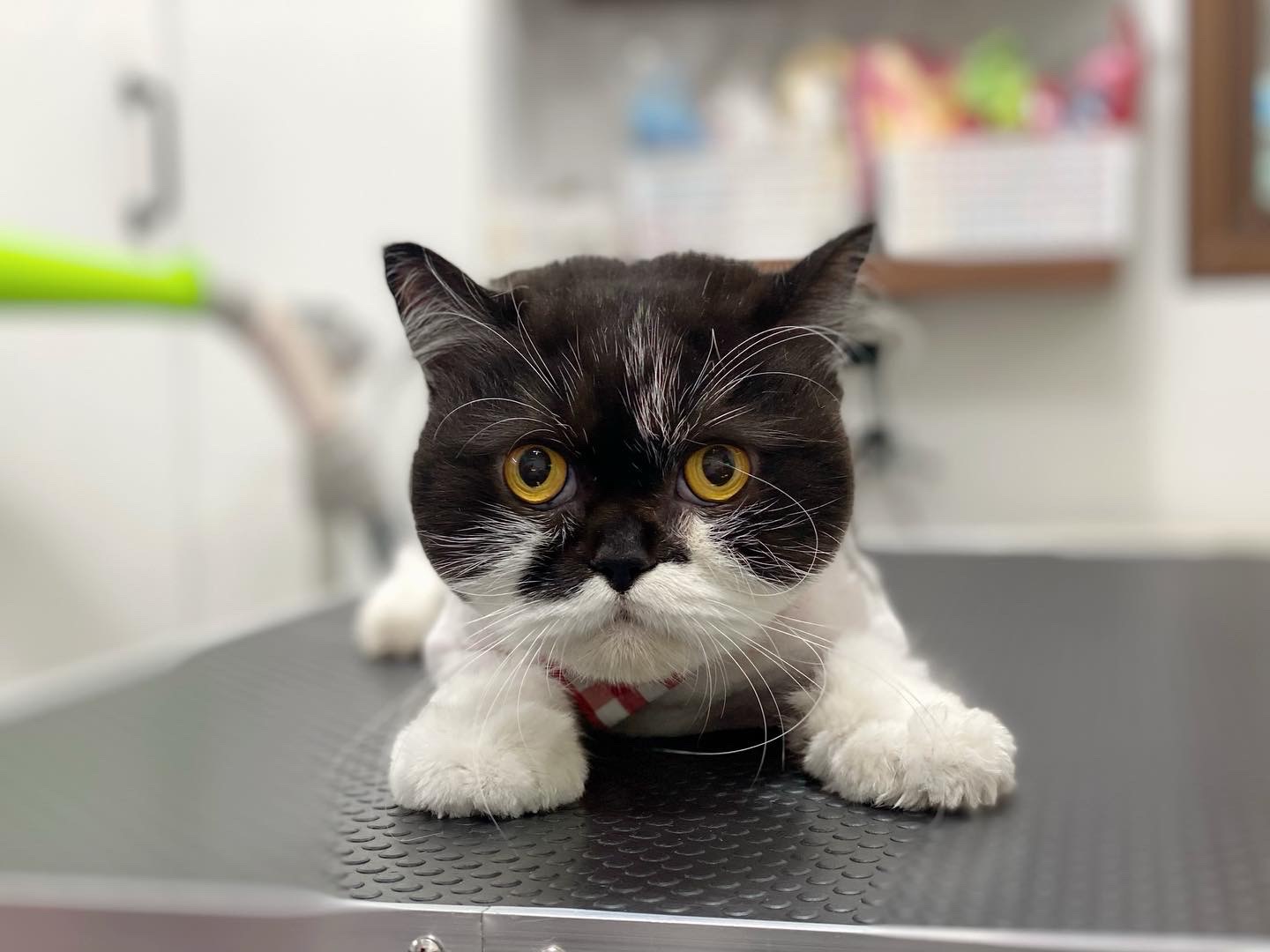 고양이 무마취미용 전문 쥬디캣 picture 8
