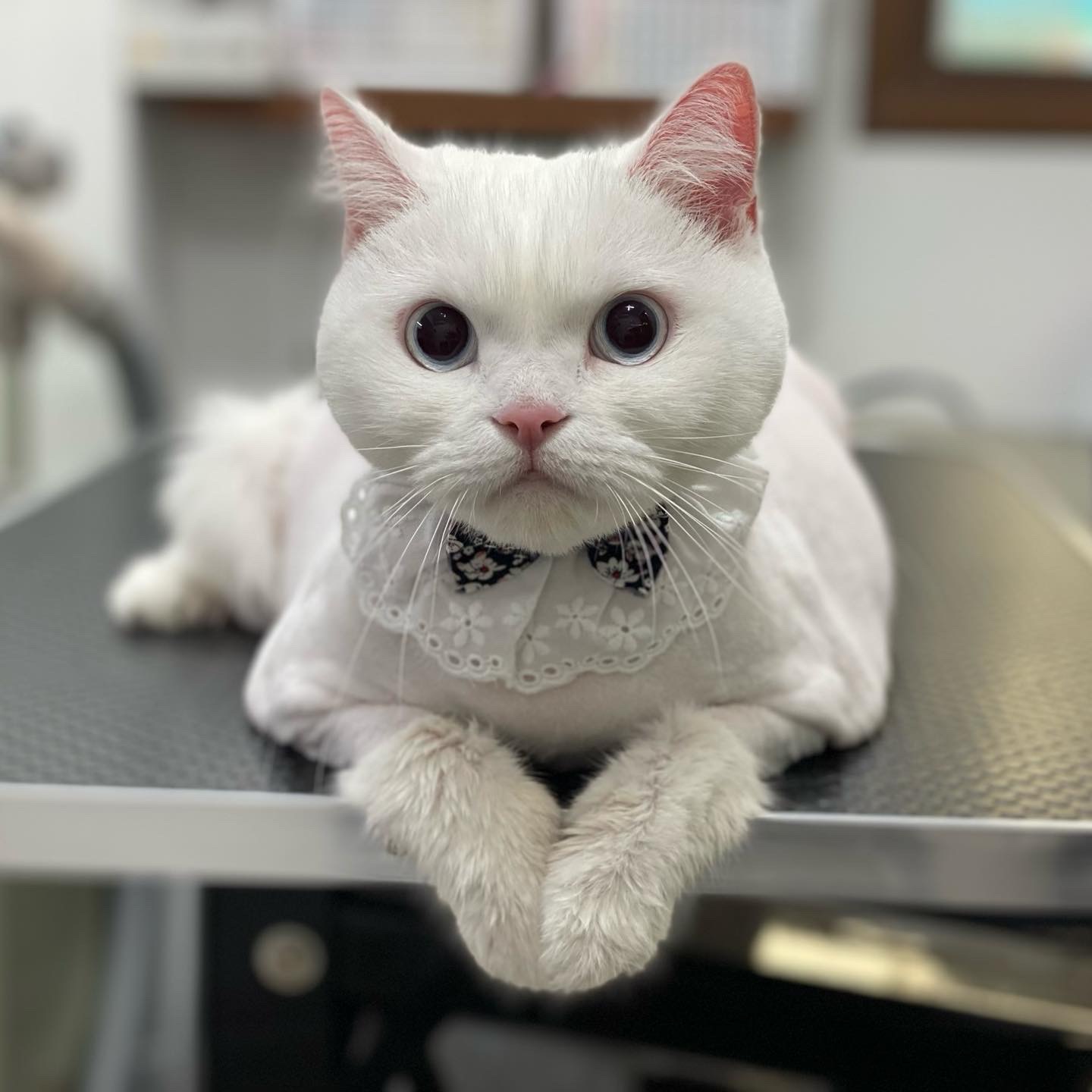고양이 무마취미용 전문 쥬디캣 picture 9