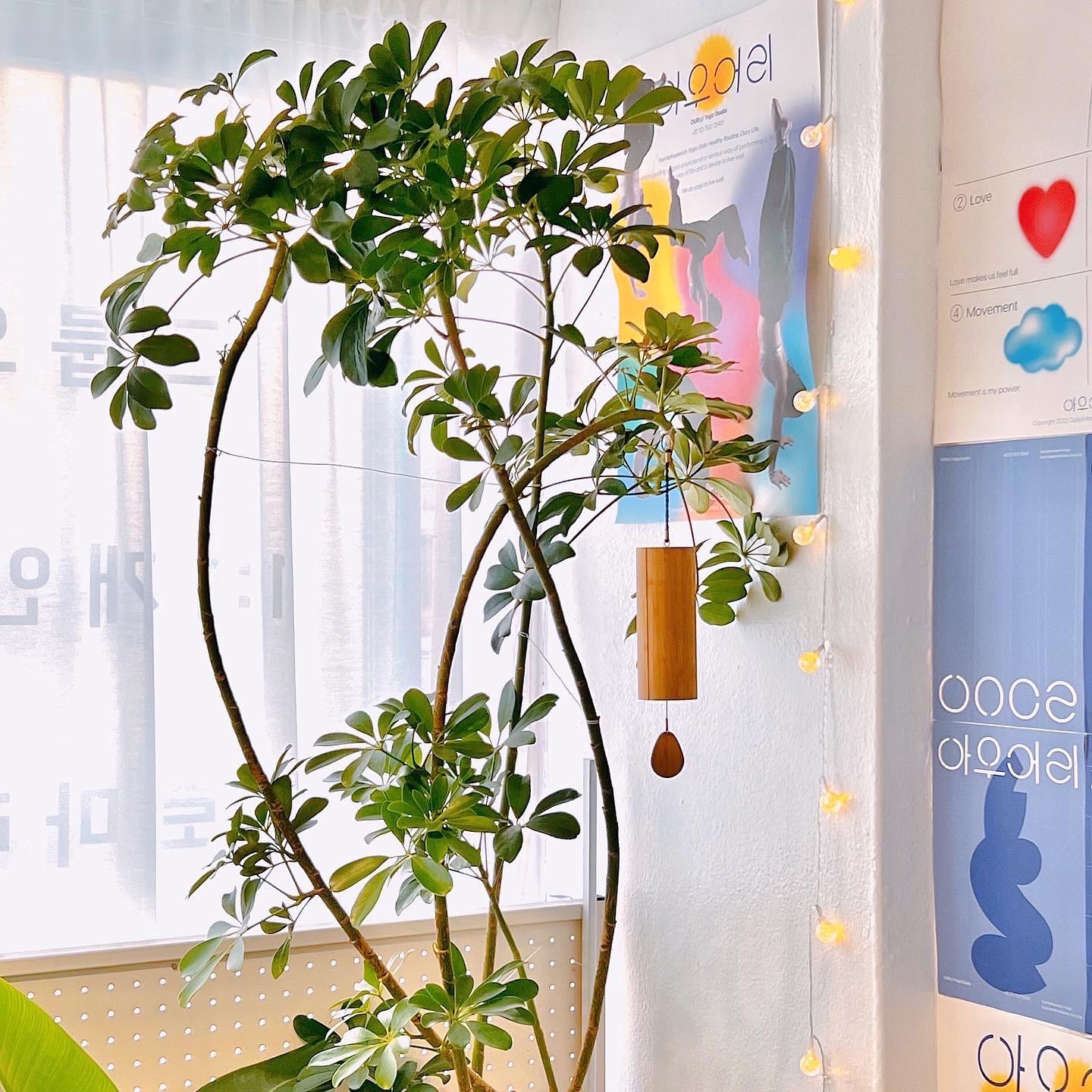 아우어리 요가 picture 7