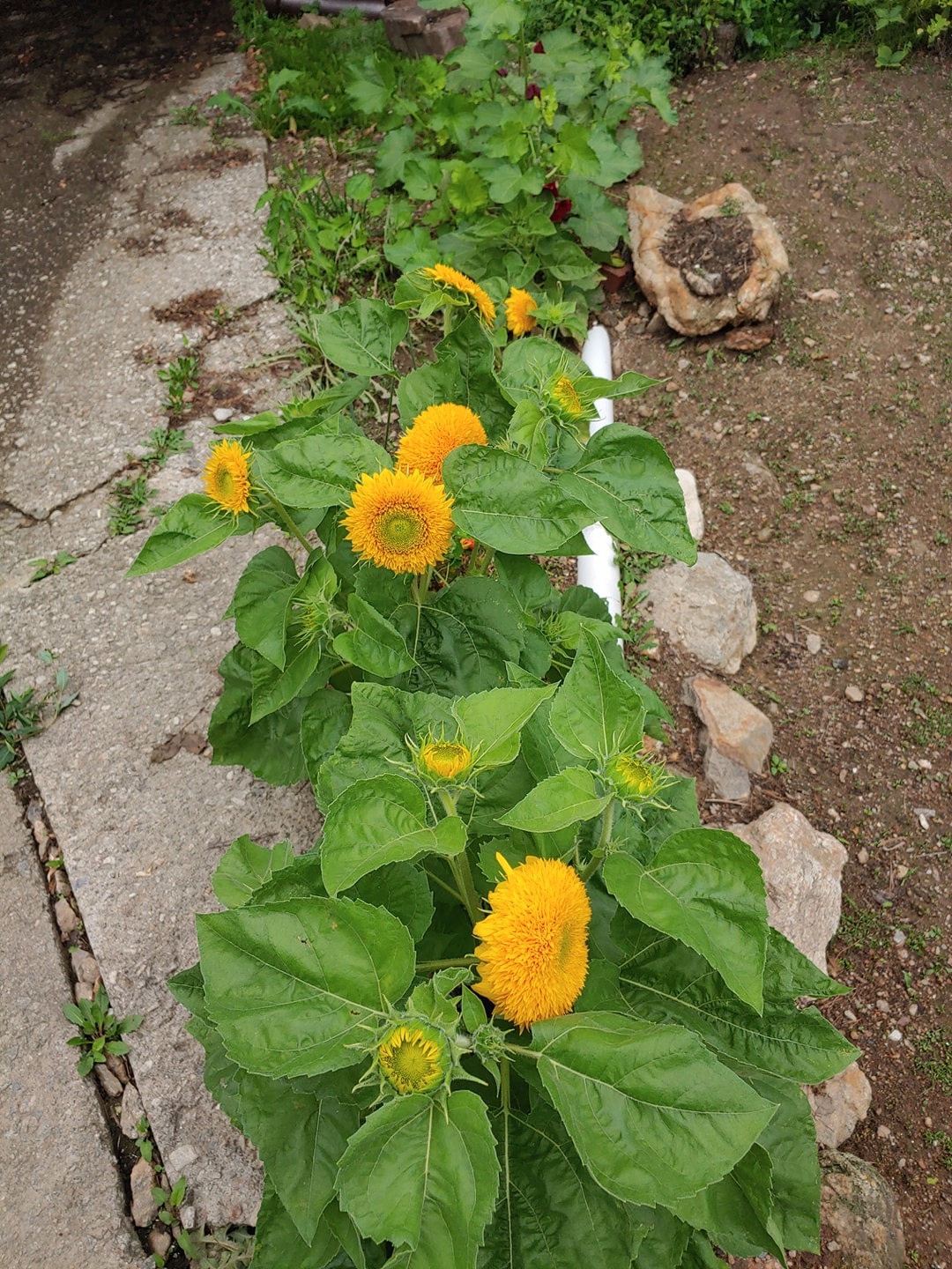 가평 picture 5