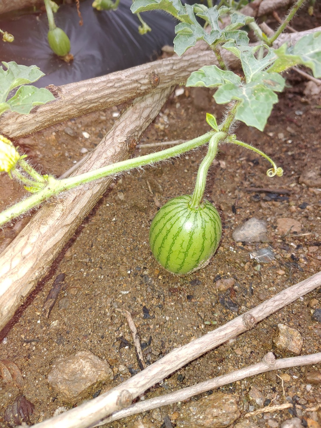 가평 picture 7