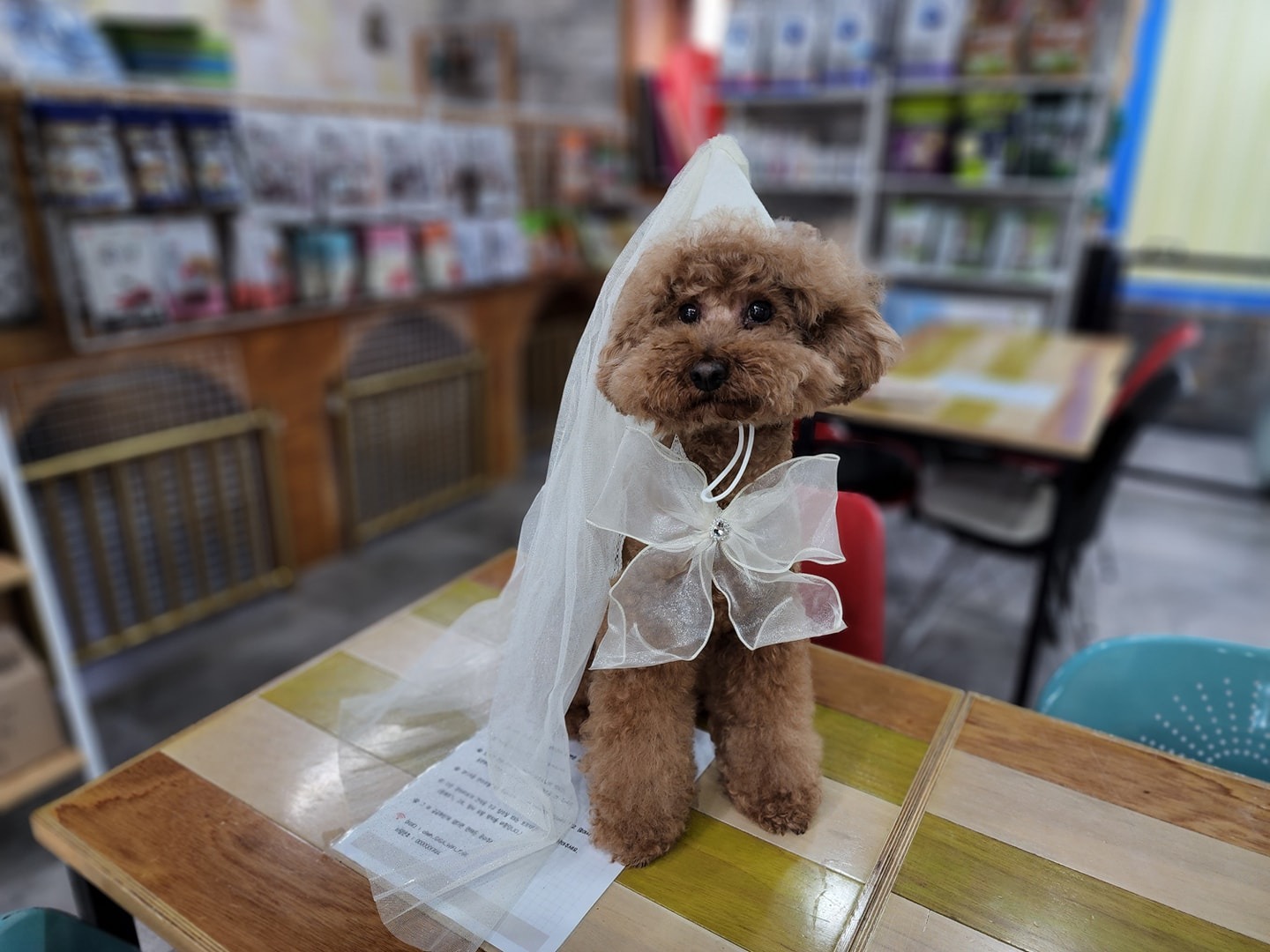 개편한카페 picture 9