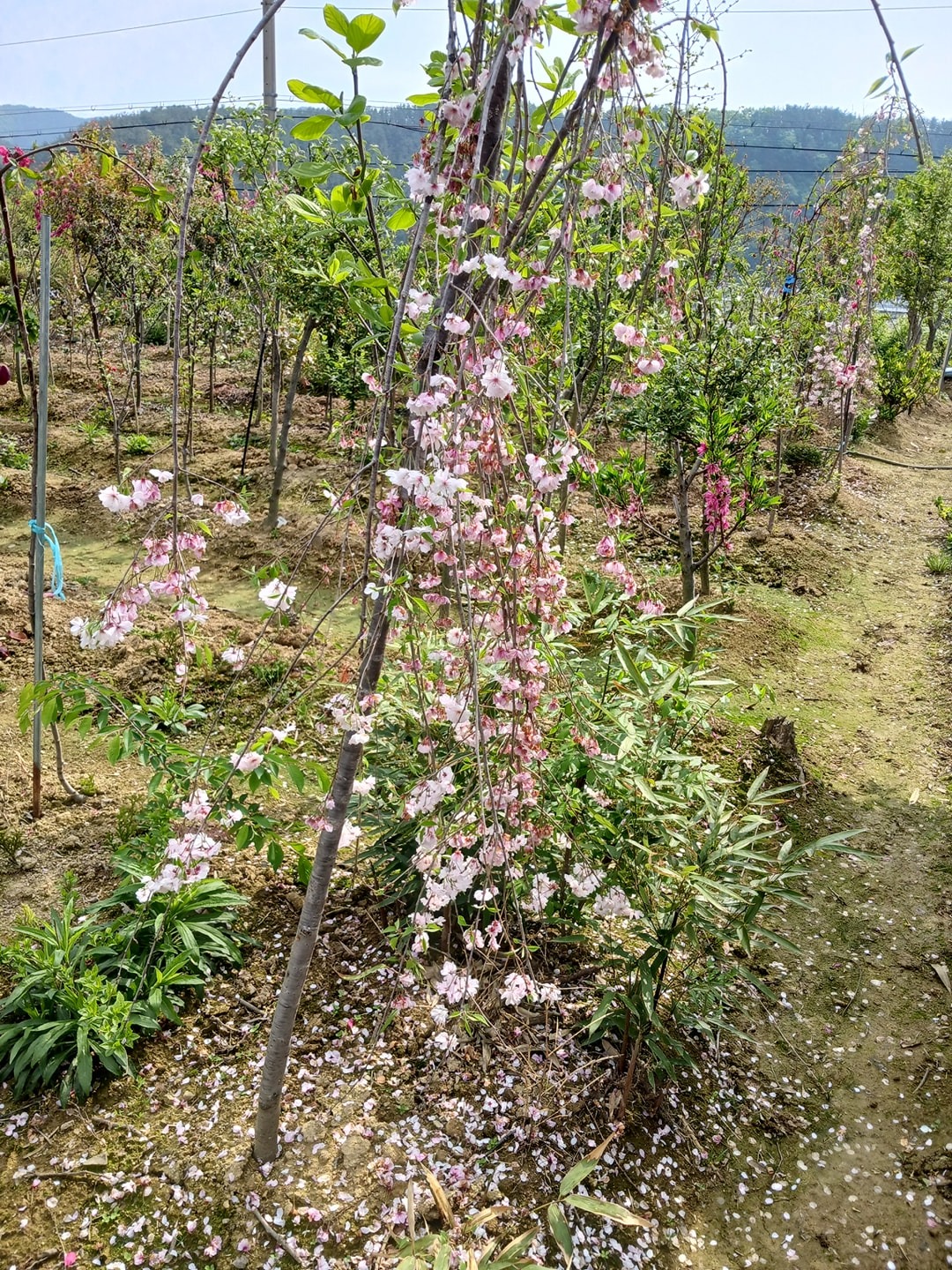 유실수와꽃나무 picture 2