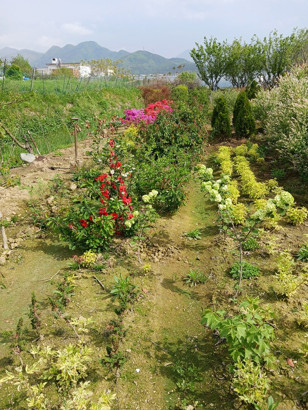 유실수와꽃나무 picture 3