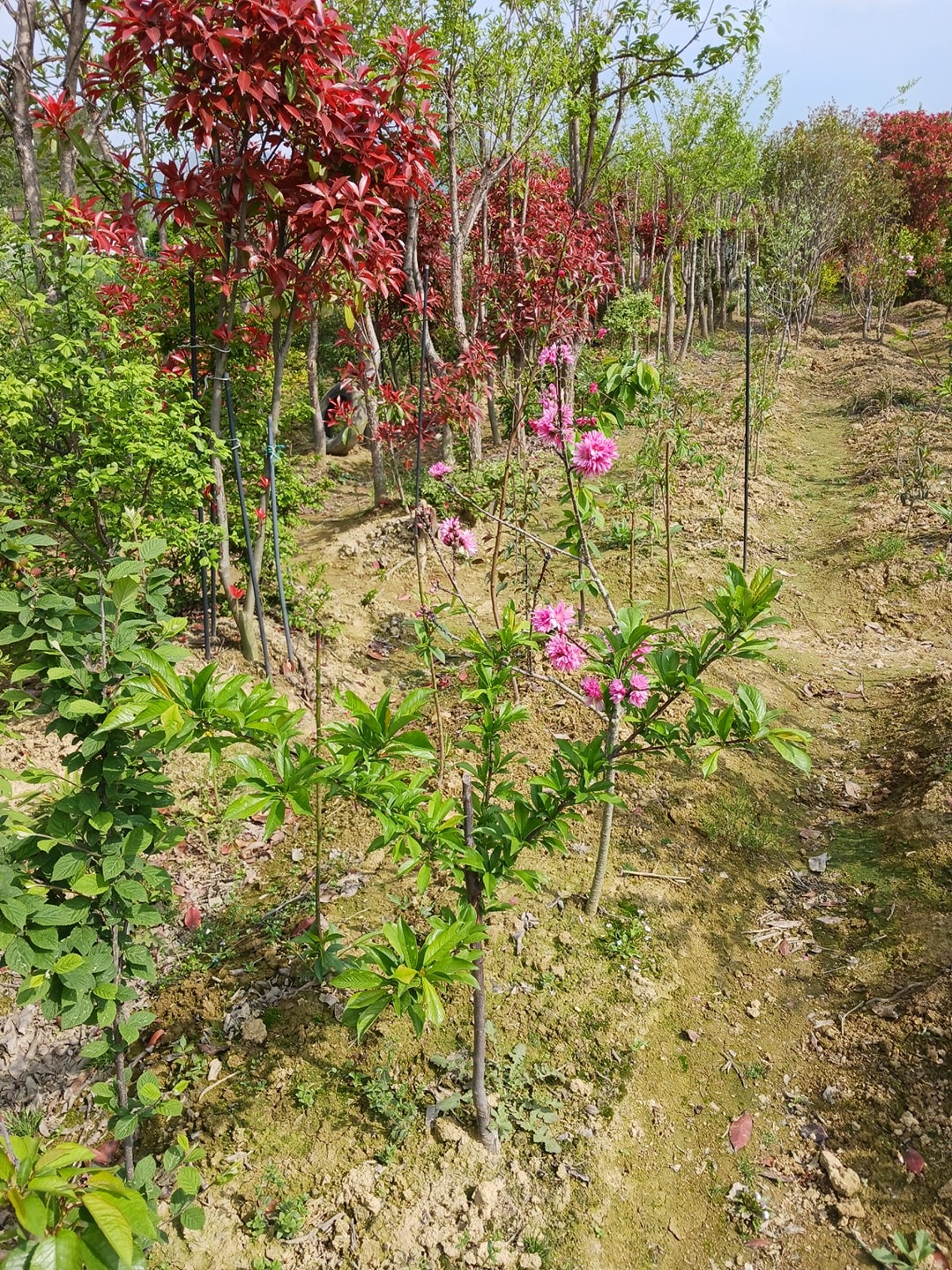유실수와꽃나무 picture 8