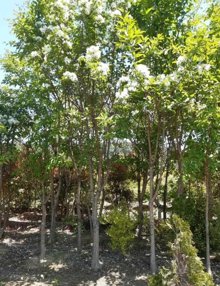 유실수와꽃나무 picture 9