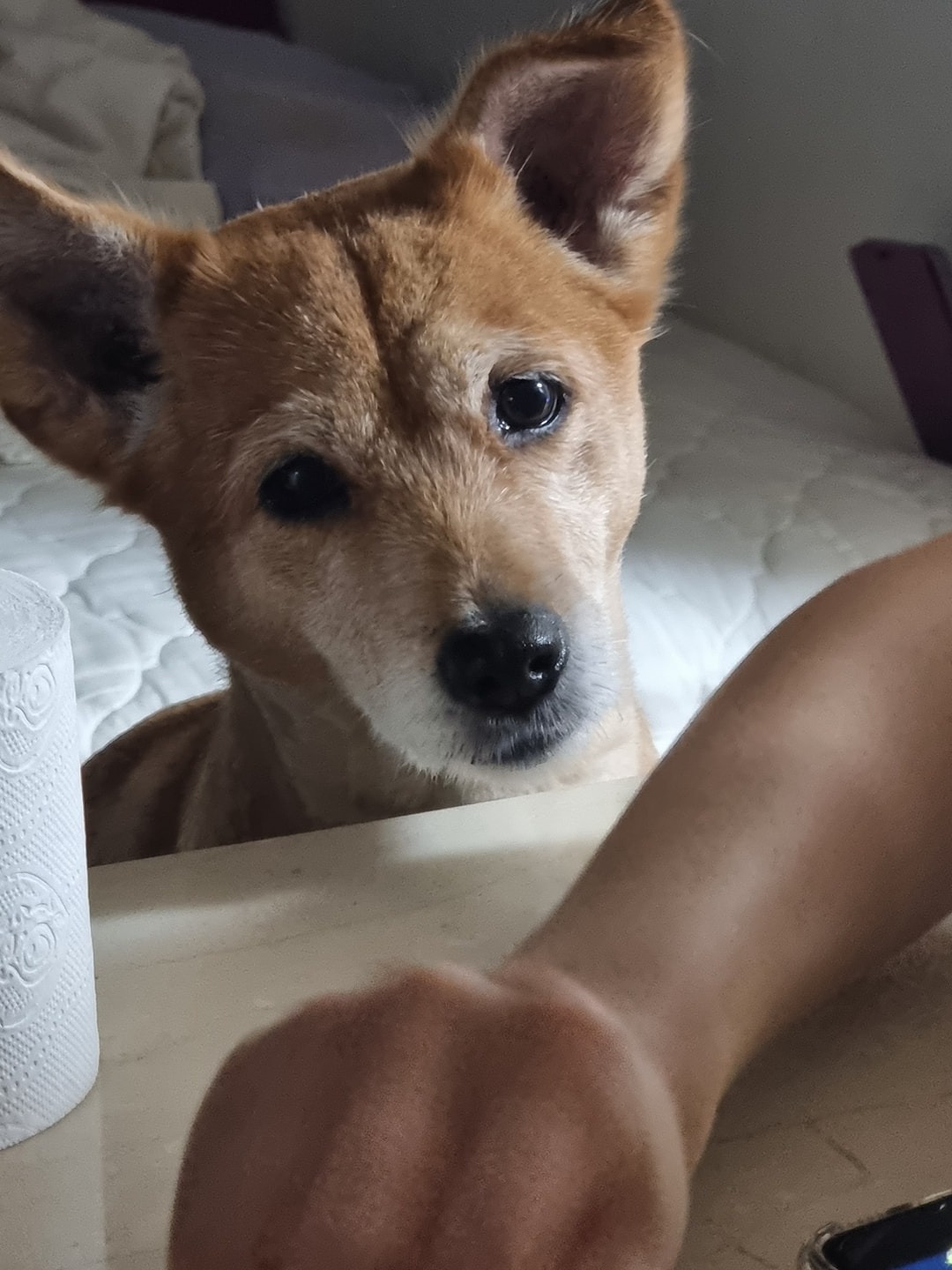 루디 펫시터 picture 1