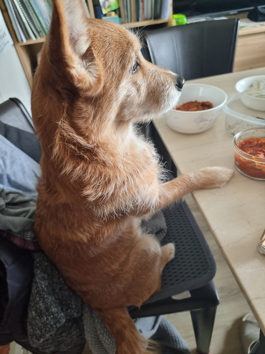 루디 펫시터 picture 3