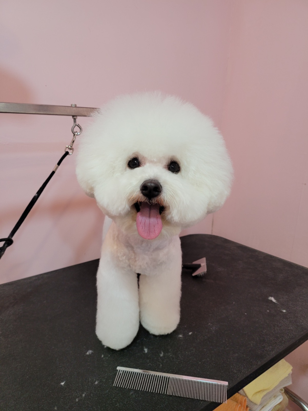 아가삐 애견미용 picture 4
