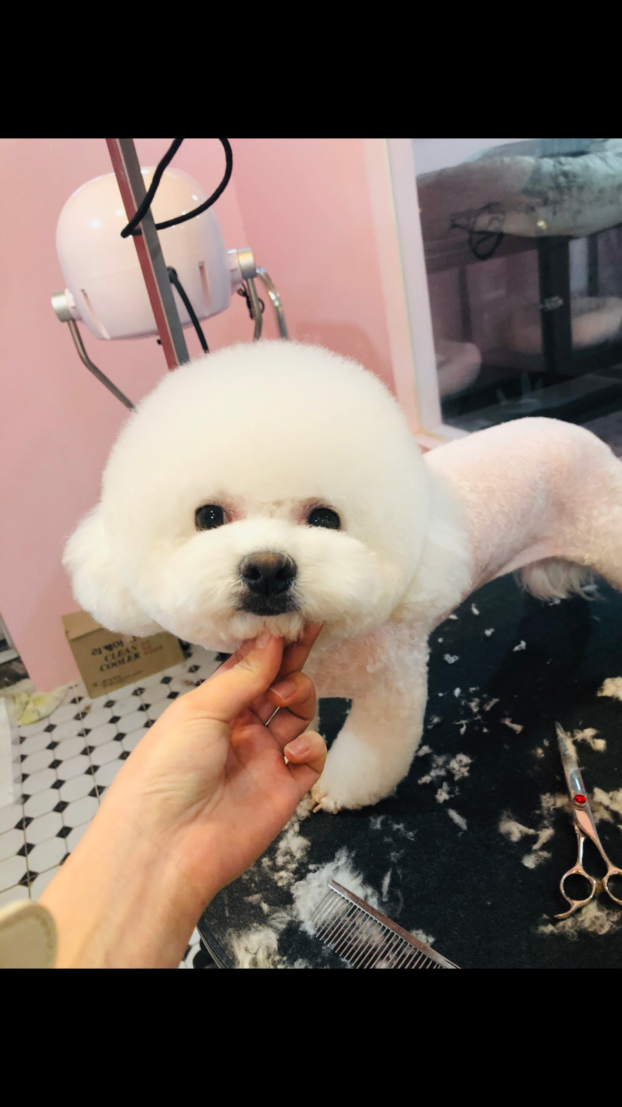 아가삐 애견미용 picture 6