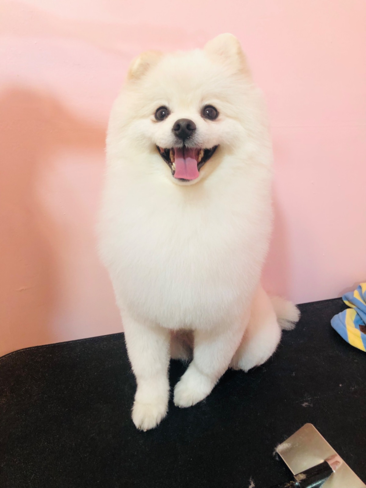 아가삐 애견미용 picture 7