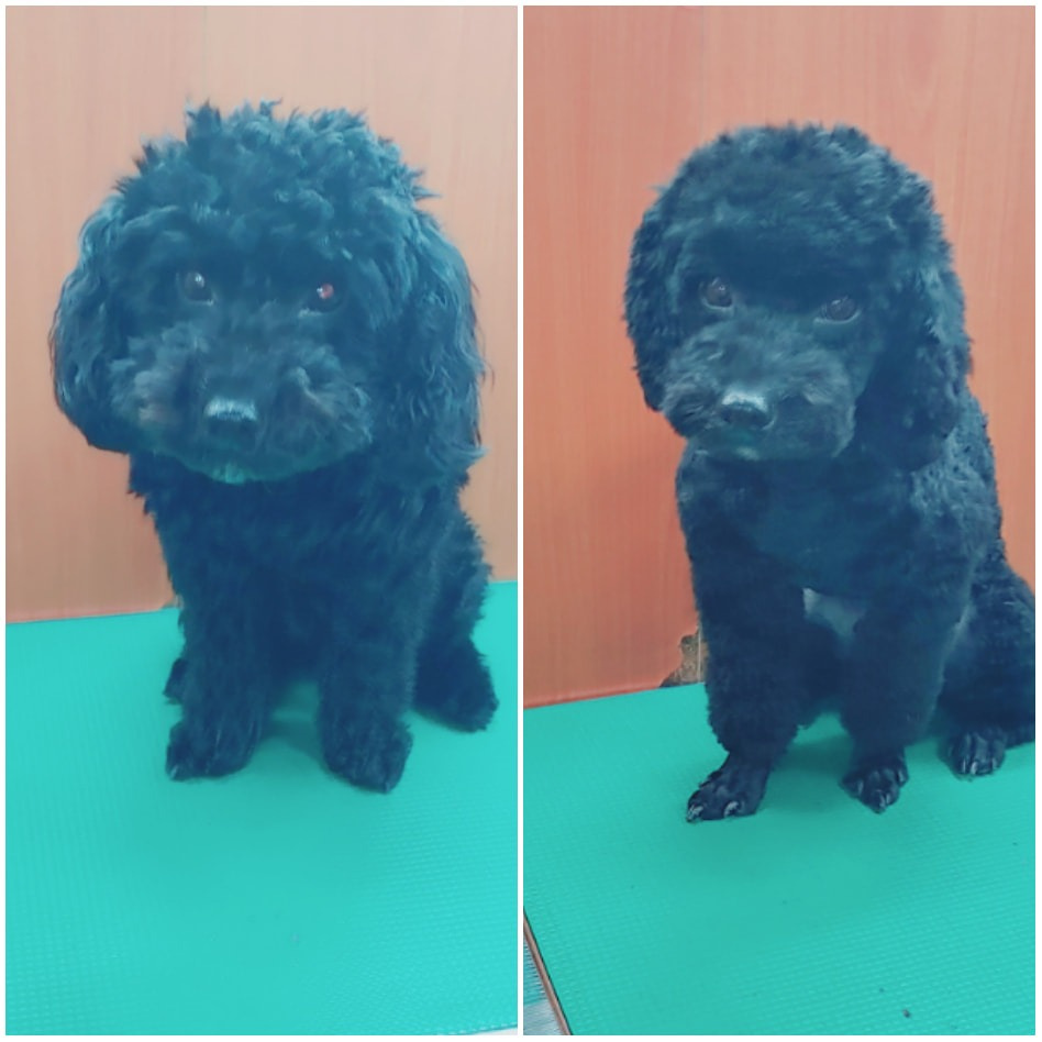 이광수동물병원